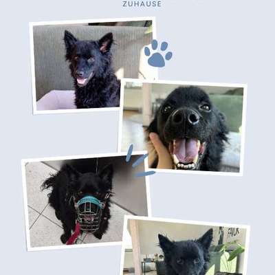 Tierschutzhunde suchen ein Zuhause-Beitrag-Bild