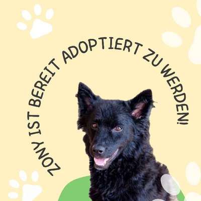 Tierschutzhunde suchen ein Zuhause-Beitrag-Bild