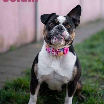 Tierschutzhunde suchen ein Zuhause-Beitrag-Bild