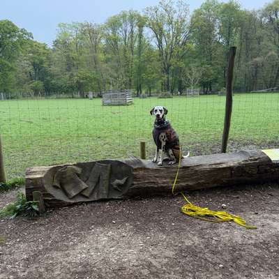 Hundetreffen-Nette Hundefreunde gesucht. :)-Bild
