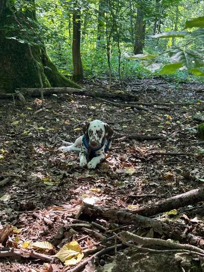 Hundetreffen-Oggy sucht Freunde in Röttgen und Umgebung-Bild