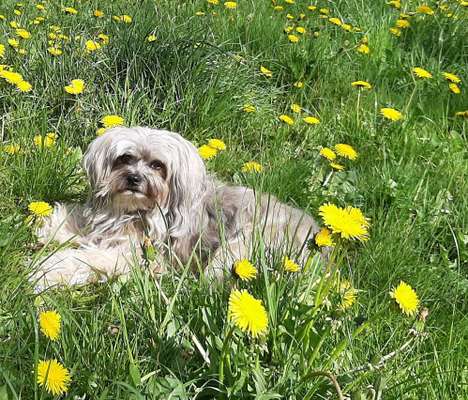 Die Dogorama Kalender Challenge Teil 3/4-Beitrag-Bild