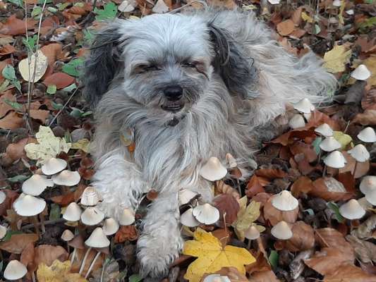 Foto's und Hundemodels-Beitrag-Bild