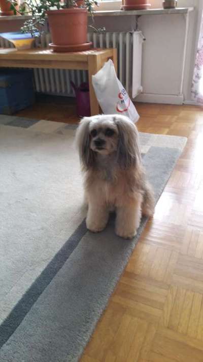 PBGV und Chinese Crested-Beitrag-Bild
