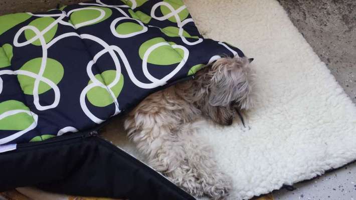 Zeigt mir die lustigsten Schlafpositionen eurer Fellnasen-Beitrag-Bild