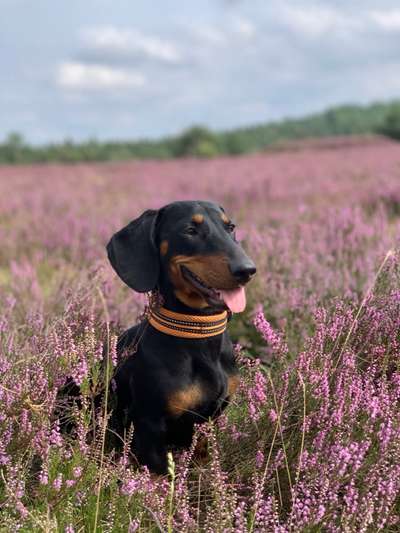 Hundetreffen-Junghunde Treffen & Spielen Nähe Soltau-Bild