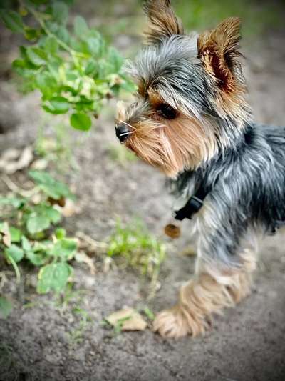 Die Dogorama Monats Challenge "Es grünt und blüht"-Beitrag-Bild
