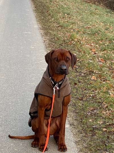 Rhodesian Ridgeback-Beitrag-Bild