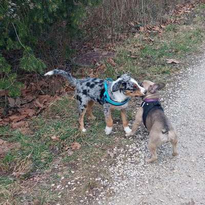 Hundetreffen-Hundetreffen in Zürich-Bild