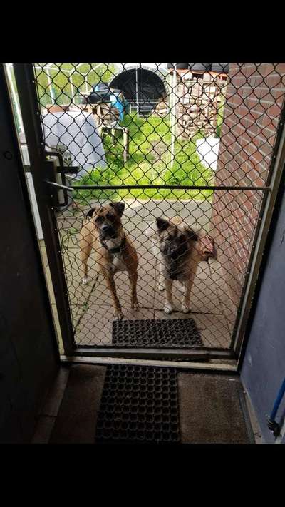 Bester Freund, Hundekumpel - zeigt her!-Beitrag-Bild