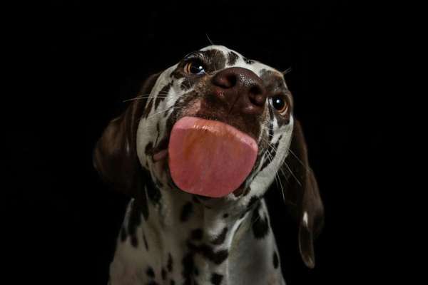 Lustigsten Grimassen von euren Hunden-Beitrag-Bild