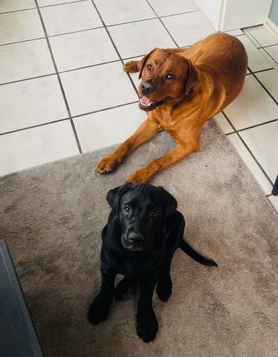 Labradorfans-Beitrag-Bild