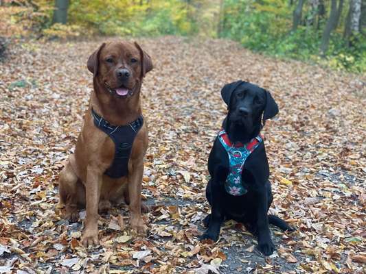 Labradorfans-Beitrag-Bild