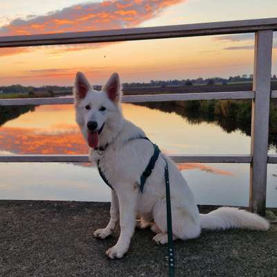 Hundetreffen-Spiel, Spaß, Lernen und gerne auch Sozial Walk-Bild