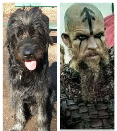 Wie heißt dein Hund?-Beitrag-Bild