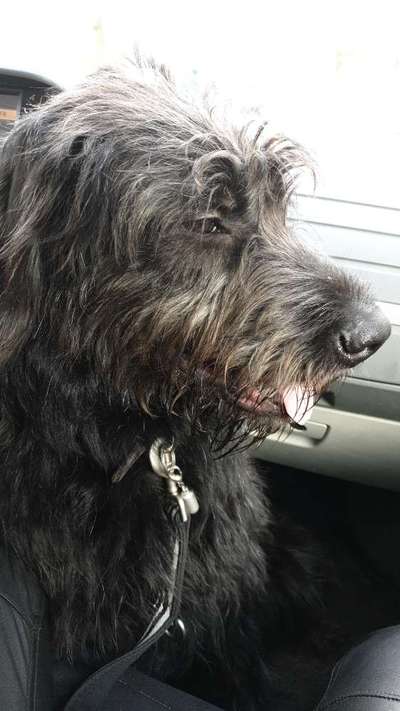 FOTOCHALLENGE 70 - Dein Hund im Auto-Beitrag-Bild