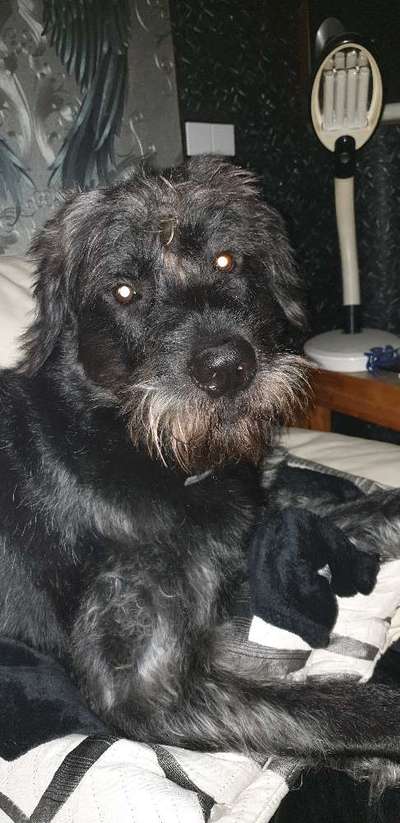 Dogorama Photo Challenge - Portrait-Beitrag-Bild