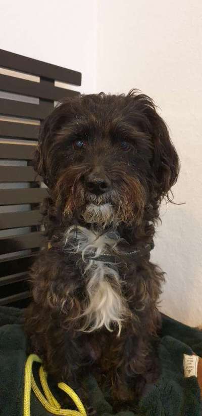 Unsere Fellnasen im Regenbogenland-Beitrag-Bild