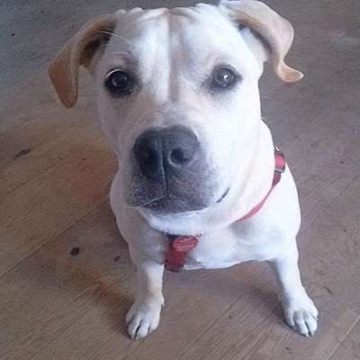 Hundetreffen-Spiel Partner/in-Bild