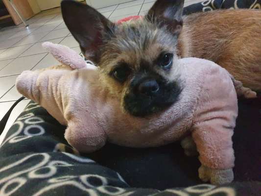 Mischlinge - die beste Rasse die es gibt-Beitrag-Bild