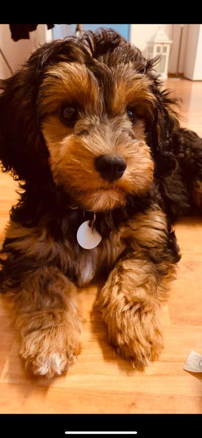 Havapoo (Havaneser Pudel mix)-Beitrag-Bild