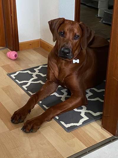 Rhodesian Ridgeback-Beitrag-Bild
