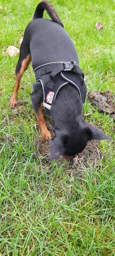 Wo sind die Zwergpinscher?-Beitrag-Bild