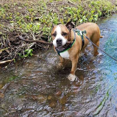 Hundetreffen-Gemütliche Spaziergänge-Bild