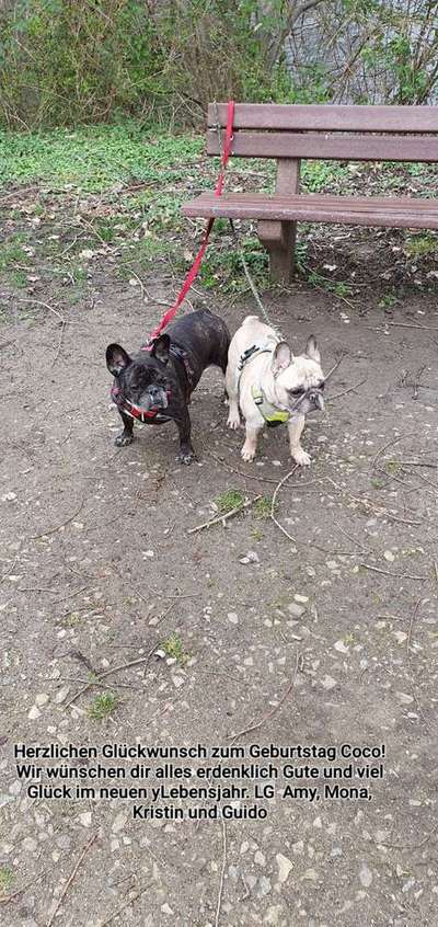 Dein Hund im Dogorama-Kalender 2021-Beitrag-Bild