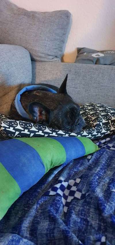 Dein Hund im Dogorama-Kalender 2021-Beitrag-Bild