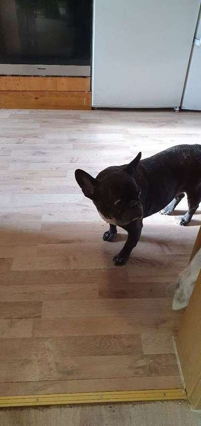 Dein Hund im Dogorama-Kalender 2021-Beitrag-Bild