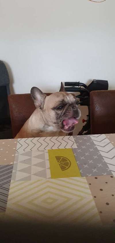 Dein Hund im Dogorama-Kalender 2021-Beitrag-Bild