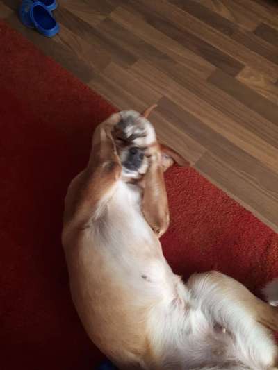 Die Dogorama Wochen Challenge-Beitrag-Bild