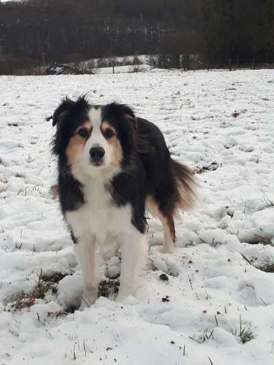 Dogorama Photo Challenge - Es wird nochmal kalt!-Beitrag-Bild