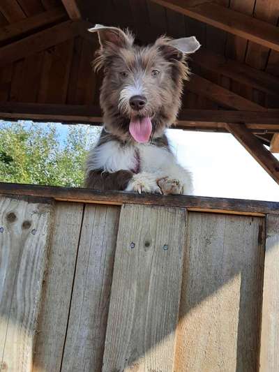 Die Dogorama Kalender Challenge Titelbild-Beitrag-Bild