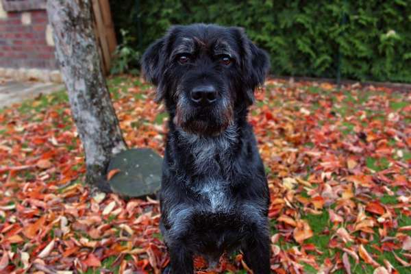 Labradorfans-Beitrag-Bild