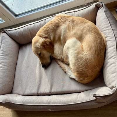 Hundetreffen-Lieber Junghund sucht Spielfreund/in-Bild