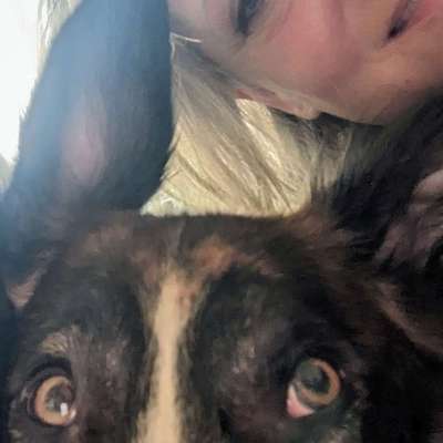 Hundetreffen-Windhund/Mixe