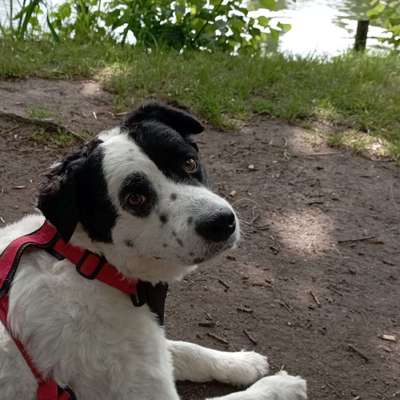 Hundetreffen-Wir sind neu in Schleswig Holstein und Levi fehlen seine Freunde zum toben(;-Profilbild