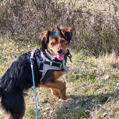 Hundetreffen-Junghundetreffen, spielen, etc-Bild