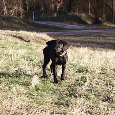 Hundetreffen-Spielpartner gesucht-Bild