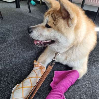 Hundetreffen-Toben, Spielen und Gasdi gehen-Bild