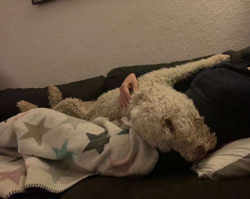 Lagotto Romagnolo Besitzer-Beitrag-Bild