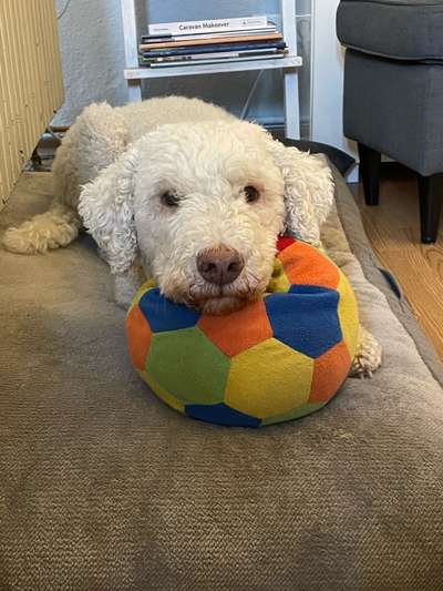 Lagotto Romagnolo Besitzer-Beitrag-Bild