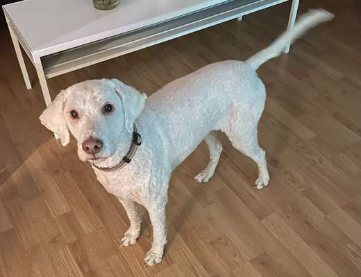 Lagotto Romagnolo Besitzer-Beitrag-Bild