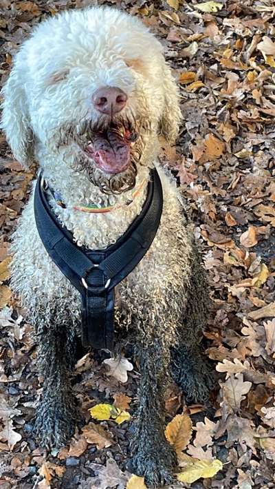 Lagotto Romagnolo Besitzer-Beitrag-Bild
