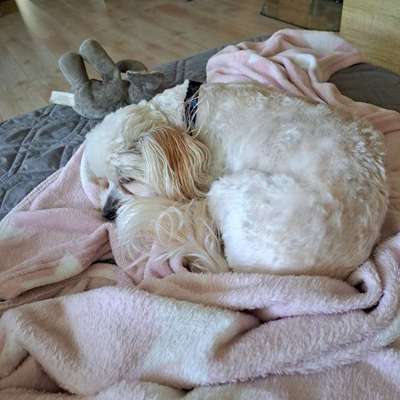 Was hat euch heute mit eurem Hund gefreut?-Beitrag-Bild