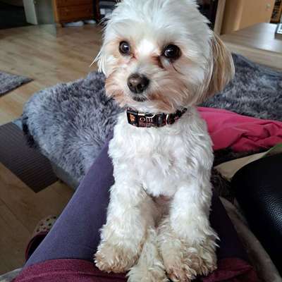 Was hat euch heute mit eurem Hund gefreut?-Beitrag-Bild