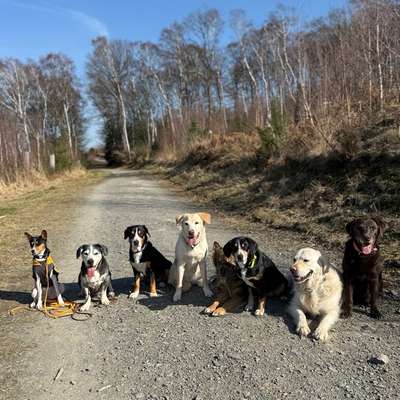 %{de_profession_title}-Rundum Glückshund - Bergisch Gladbach-Bild