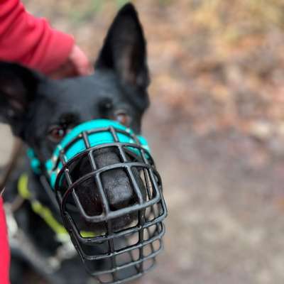 %{de_profession_title}-Verhaltensberatung Bergisch Gladbach-Bild